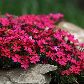 Флокс шиловидный 'Ред Вингз'