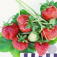 Земляника (клубника) 'Боровицкая'