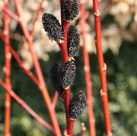 Ива тонкостолбиковая (черноколосовидная Куроме) 'Меланостахис'