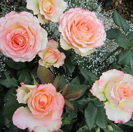 Роза 'Дуэт' (чайно-гибридная) (бело - персиковая с розовым)