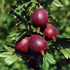 Крыжовник 'Черносливовый'