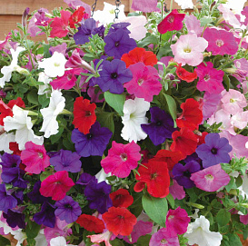 Петуния (сурфиния) гибридная 'Сакцесс' (микс)