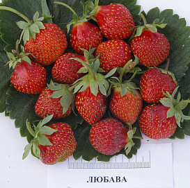 Земляника (клубника) 'Любава'
