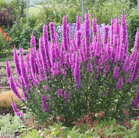 Дербенник иволистный 'Робин' 