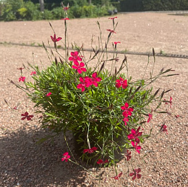 Гвоздика Травянка Конфетти