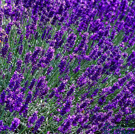 Лаванда Лаванда узколистная 'Хидкот'						