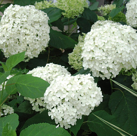 Гортензия древовидная 'Хилс оф Сноу'