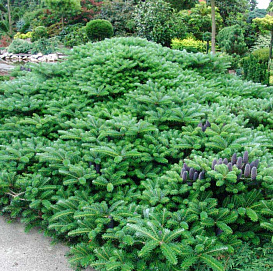 Пихта корейская 'Грин Карпет'