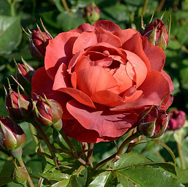 Роза 'Хот Чоколад' (флорибунда) (вишнево - красная)