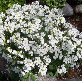 Арабис (Резуха) кавказский