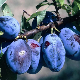 Слива 'Чернослив'