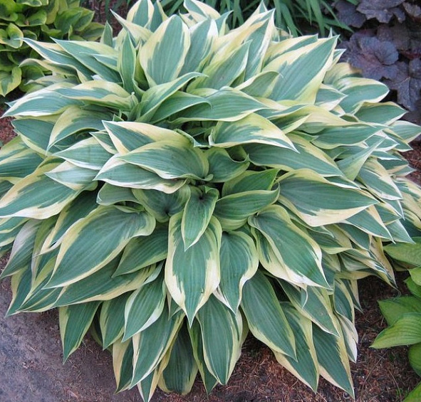 Хоста гибридная (вздутая, волнистая) 'Вулверин'