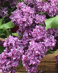 Сирень обыкновенная 'Огни Донбасса' (фиолетово - лиловая)