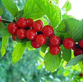 Вишня войлочная 'Лето'