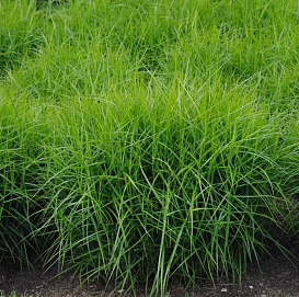 Осока пальмолистная