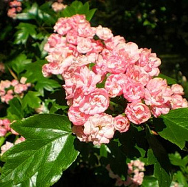 Боярышник морденский 'Тоба'