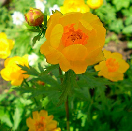 Купальница обыкновенная (европейская)