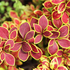 Барбарис Тунберга 'Голден Ринг'