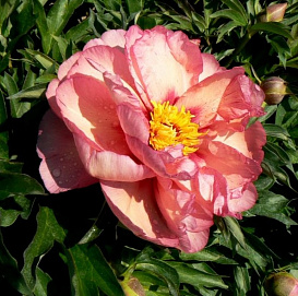 Пион Ито-гибрид 'Олд Роуз Денди' (коралово - персиковый)