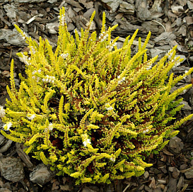 Вереск обыкновенный 'Ганновер' (белый лист желтый)