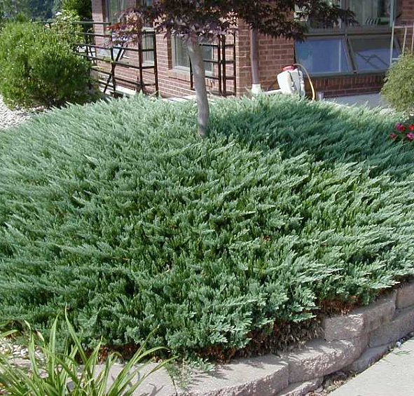 Можжевельник горизонтальный 'Блу Чип'
