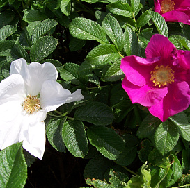 Роза ругоза