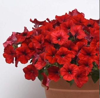 Петуния (сурфиния) гибридная 'Изи Вейв Ред' (красная)
