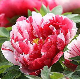 Пион древовидный 'Шима Нишики' (красны с белым)