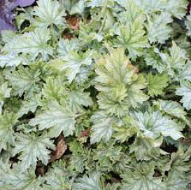 Гейхера гибридная 'Строуберри Кенди'