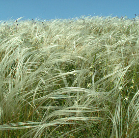 Ковыль