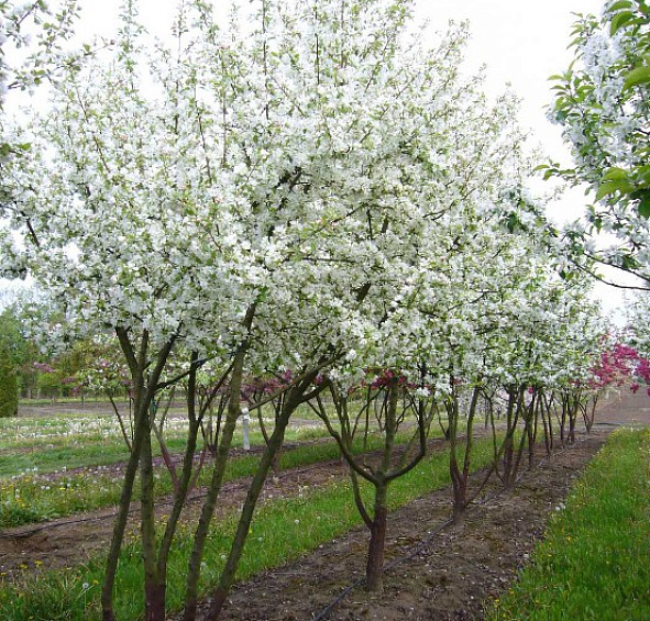 Яблоня декоративная Саржента