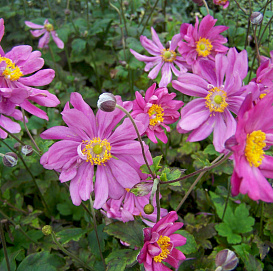 Анемона японская (Ветриница) 'Принц Генрих'