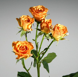 Роза 'Макарена' (флорибунда, миниатюрная) (желто - красная)