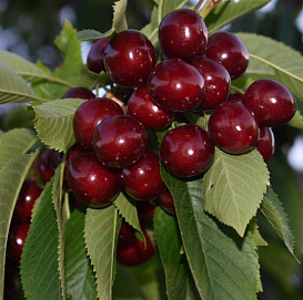 Черешня 'Матушка'