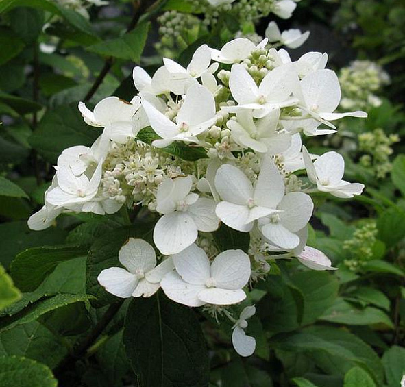 Гортензия метельчатая 'Дартс Литл Дот'