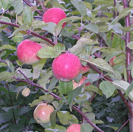 Яблоня домашняя 'Брусничное'