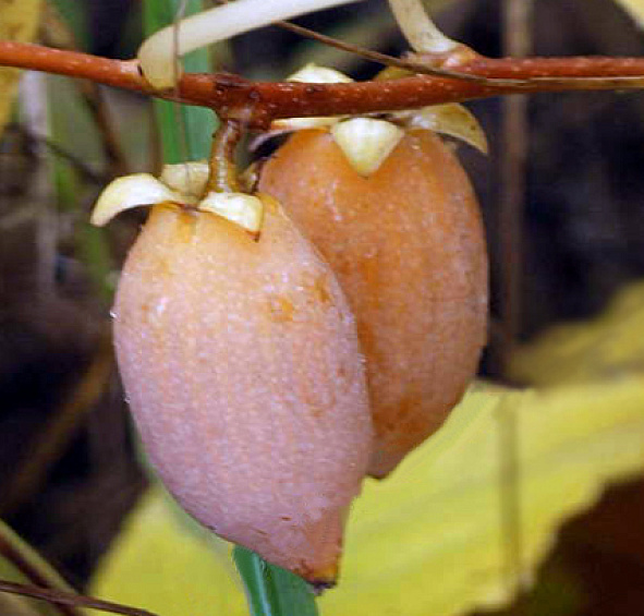 Актинидия полигама 'Желтое веретено'