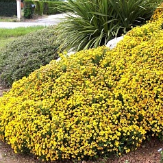 Дрок красильный 'Роял Голд'