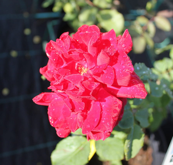 Роза Черри Бренди (Cherry Brandy)