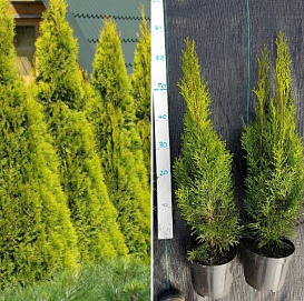 Туя западная 'Санни Смарагд'