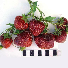 Земляника (клубника) 'Ред Гонтлет'