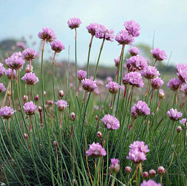 Армерия приморская