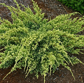 Можжевельник чешуйчатый 'Дрим Джой'