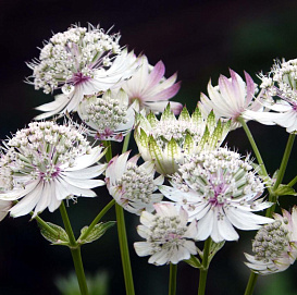 Астранция большая 'Април Лов' (белая)