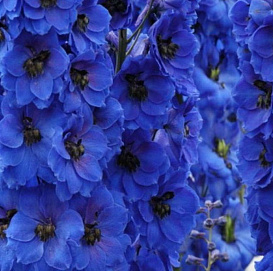 Дельфиниум (живокость) 'Дарк Блю Блэк Би'