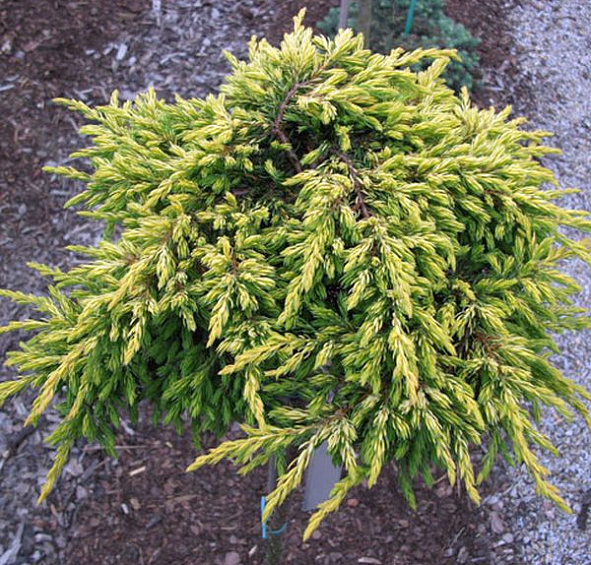 Можжевельник обыкновенный 'Голдшатц'