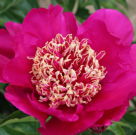 Пион молочноцветковый 'Баррингтон Белл' (розовый анемоноцветный)