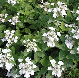 Гортензия метельчатая 'Дартс Литл Дот'