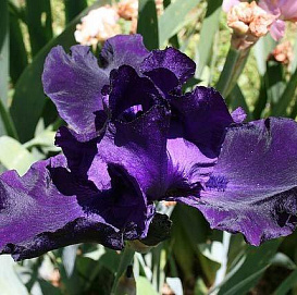 Ирис германский (бородатый) 'Найт Овл' 