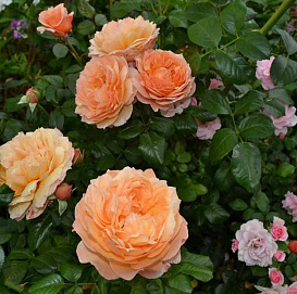 Роза 'Капри' (чайно-гибридная) (абрикосовая)